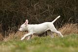 DOGUE ARGENTIN 128